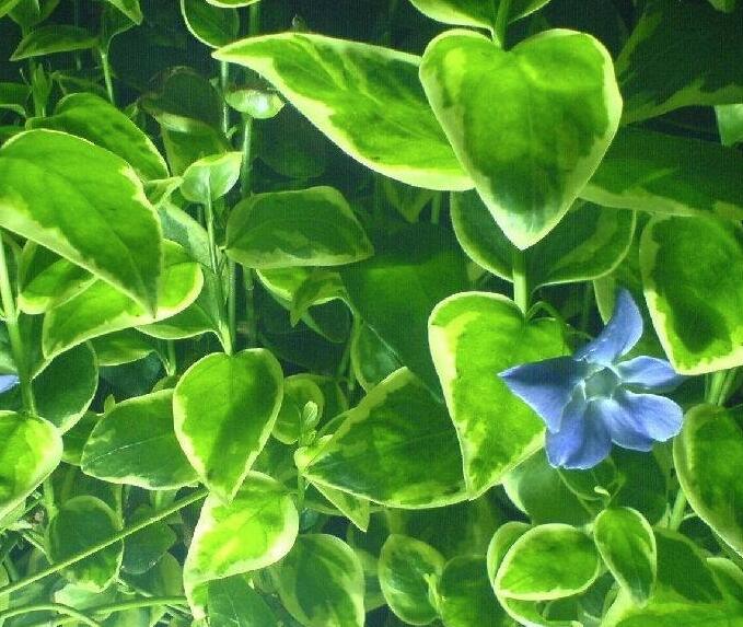 绿萝有小飞虫怎么消灭最快方法,绿萝小飞虫怎么消灭最彻底