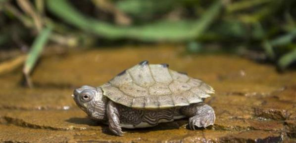 小乌龟的饲养方法,花龟的饲养方法最简单