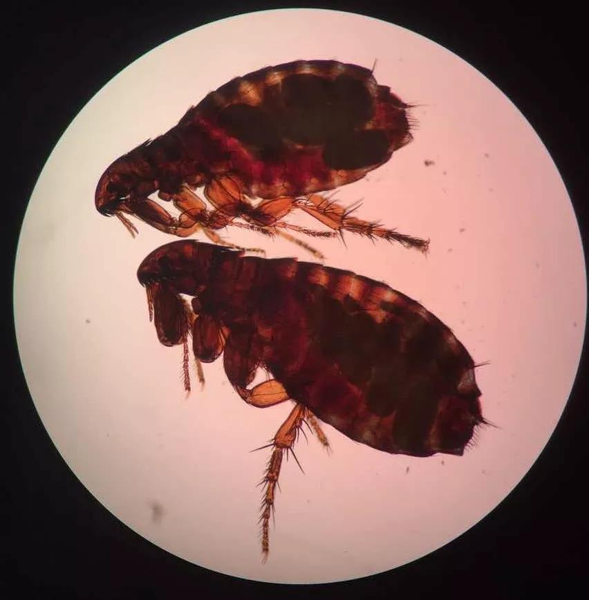 狗子偷偷亲我的第N次，难道不是真爱吗？