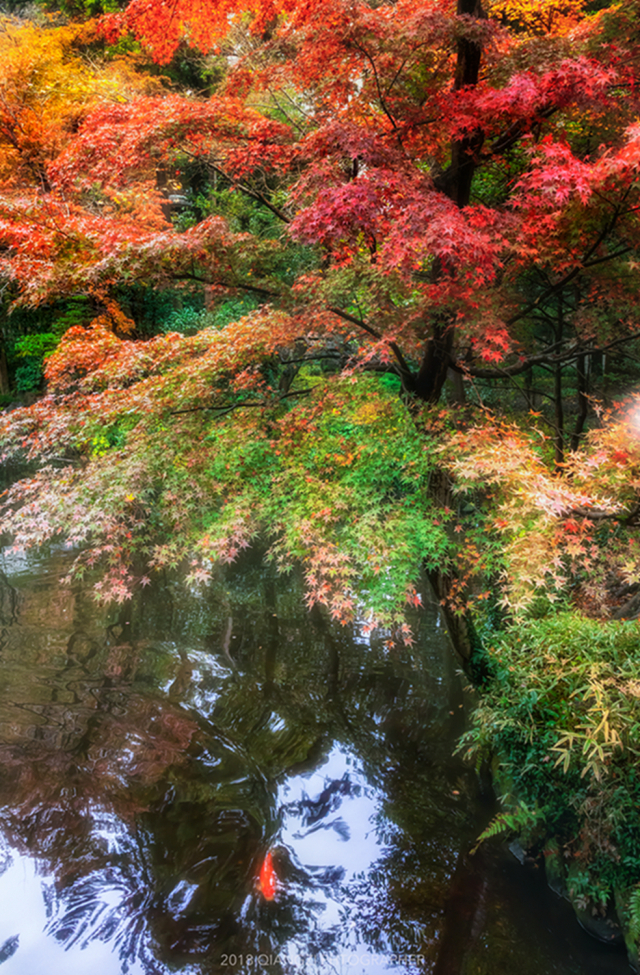 佳能eosm6使用教程,佳能eosm6和苹果12