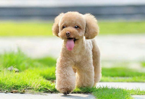 最聪明的狗狗排行榜小型犬,最适合新手养的狗狗十大排行榜