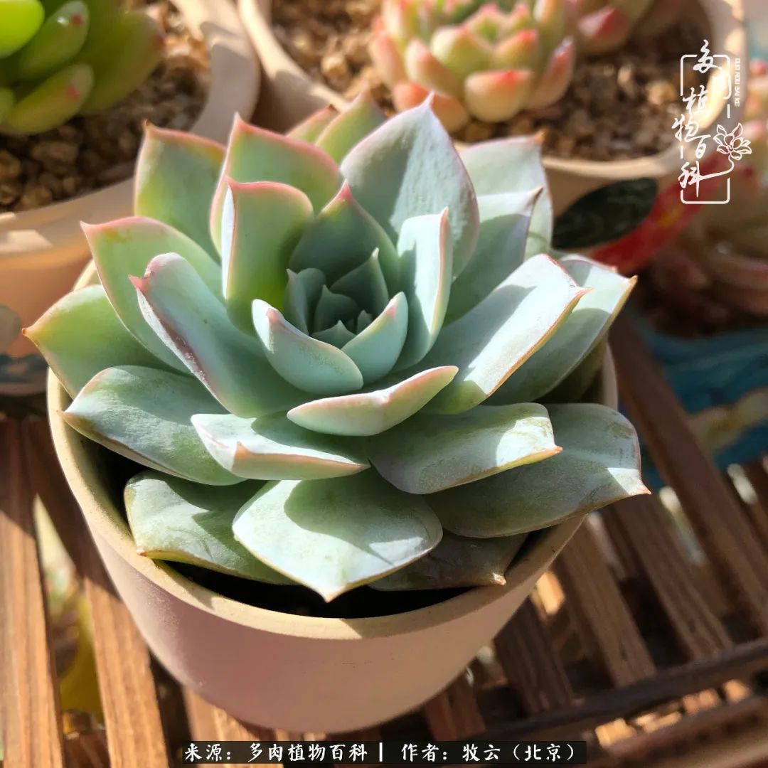 日常生活中常见的多肉植物,多肉植物神奇之处