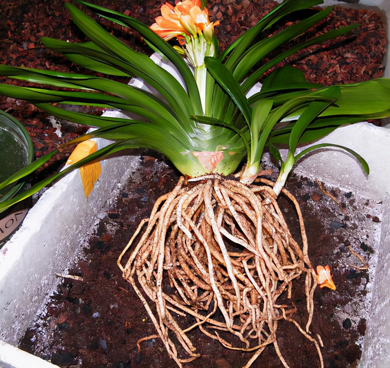 李大姐养君子兰,年年开大花,有吉祥好兆头,原来是她做对5件事