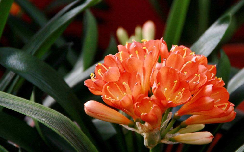 店里灰尘大可以种什么植物,净化空气灰尘的室内植物