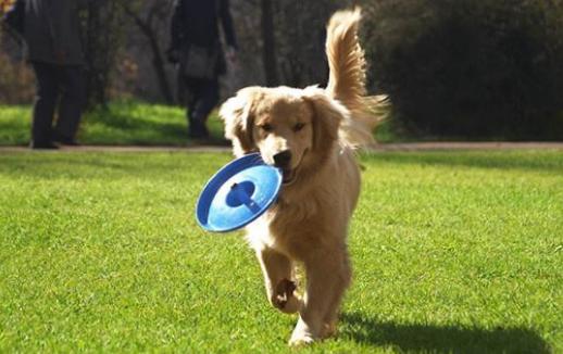 狗咬人怎么办如何训练狗不咬人,狗咬人怎么办能报警吗