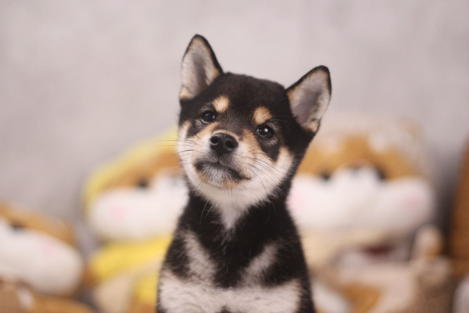 黑心犬舍怎么识别,怎样挑选一家良心犬舍