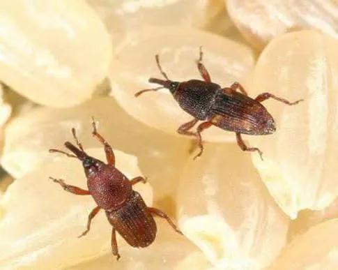 米没开封放一年还能吃吗,米放久了里面有虫子还能吃吗