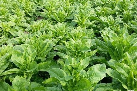 北方莴笋种植时间和产量,莴笋种植及管理方法