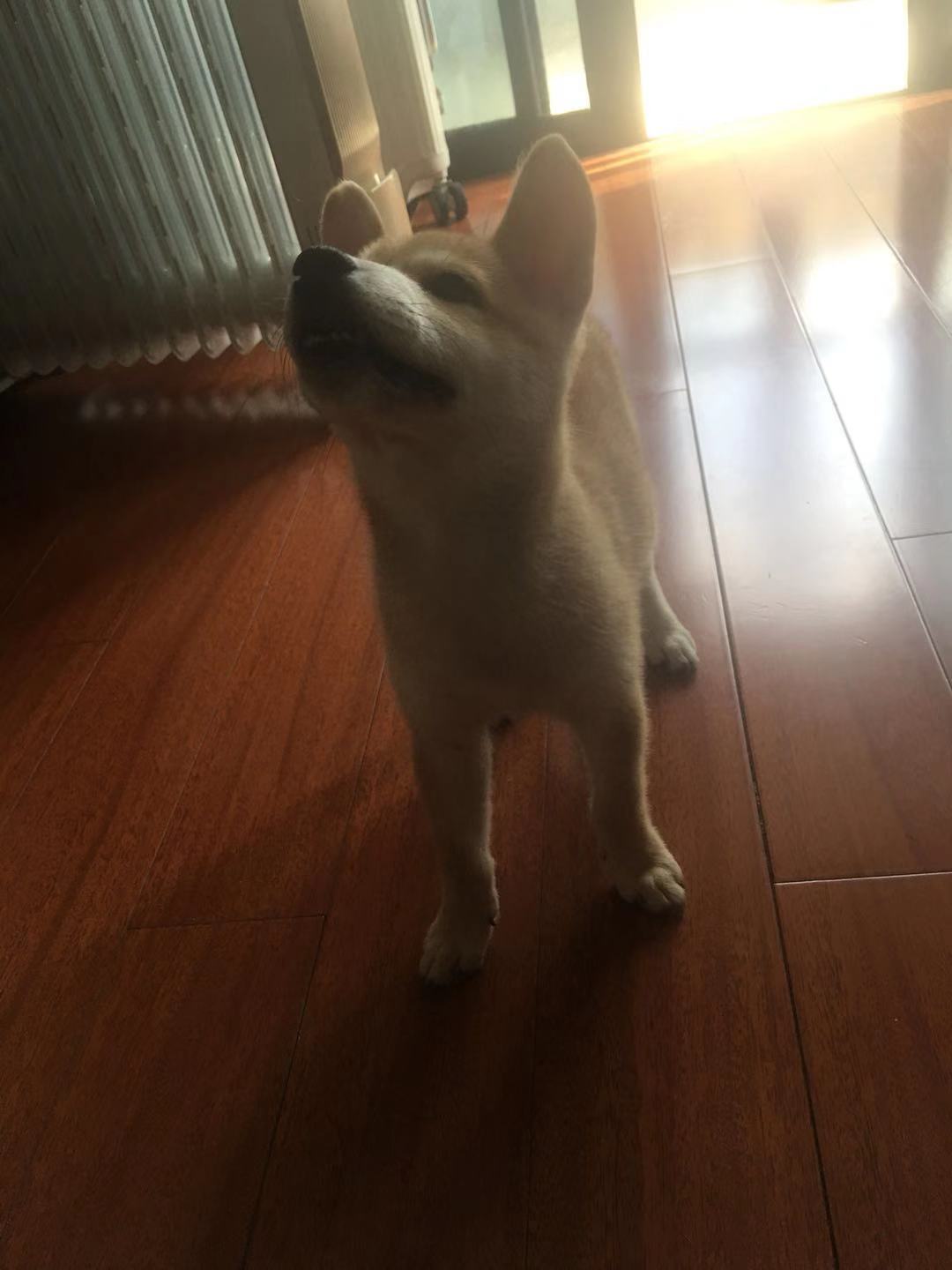 科普宠物常识大全书,科普宠物知识