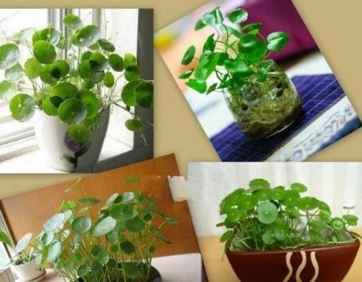 秋天怎么水培养万年红,秋季如何水培月季