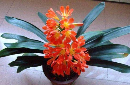 给君子兰施肥在浇水前还是浇水后,养君子兰要阶段性施肥