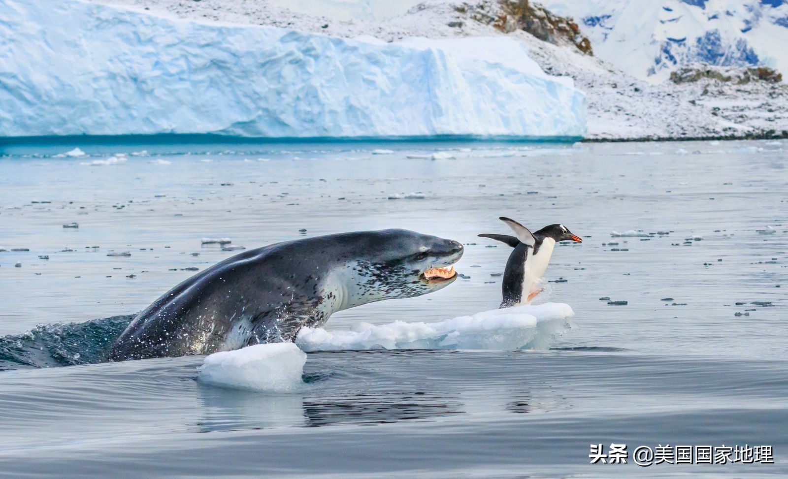 你见过的海豹都这么逗吗？！