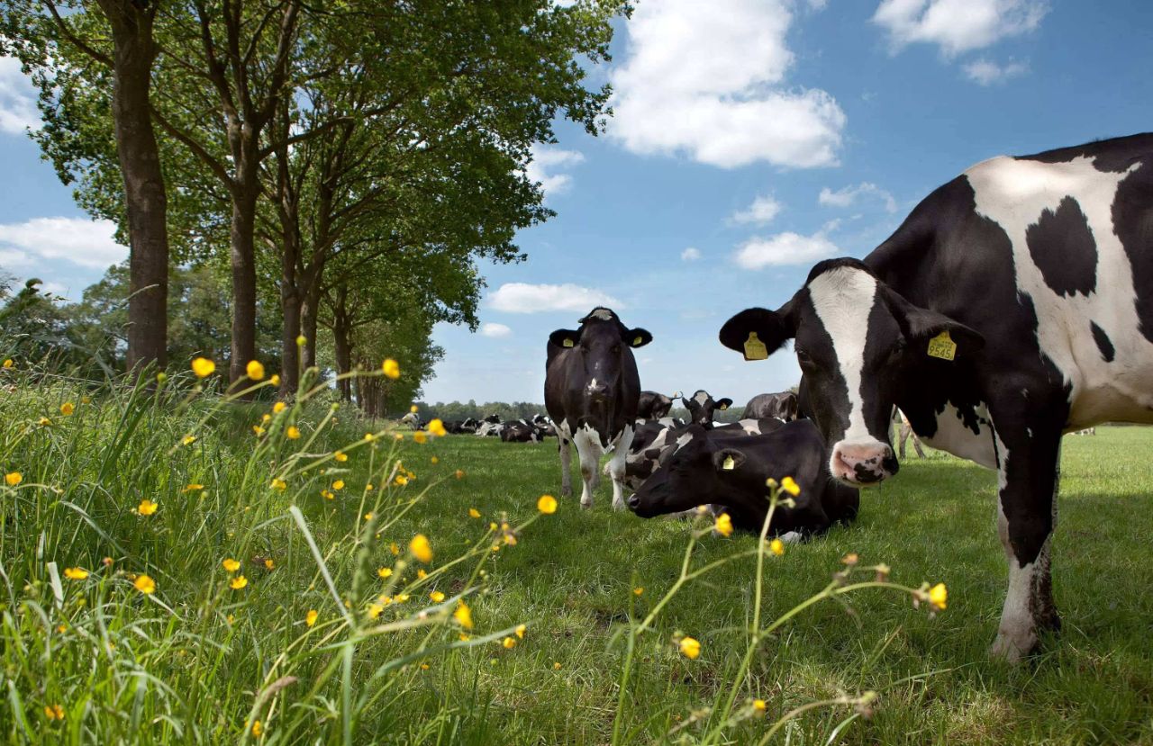 奶粉只要有进口溯源码就是正品吗,奶粉前面写品牌的是正品吗