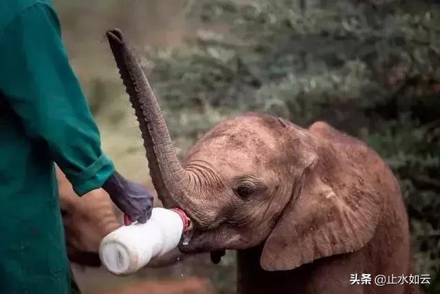 吃长颈鹿治艾滋病？为保护谣言下的生命他们建了家世界唯一的酒店