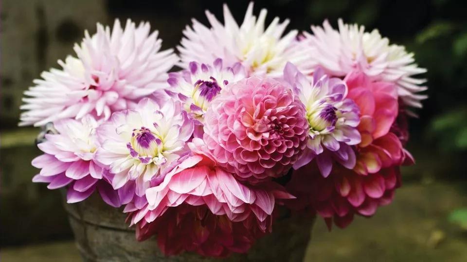 彼得兔的花园该怎么做,彼得兔的花园视频