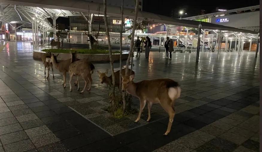 少了中国游客，整个旅游生态圈都乱了！