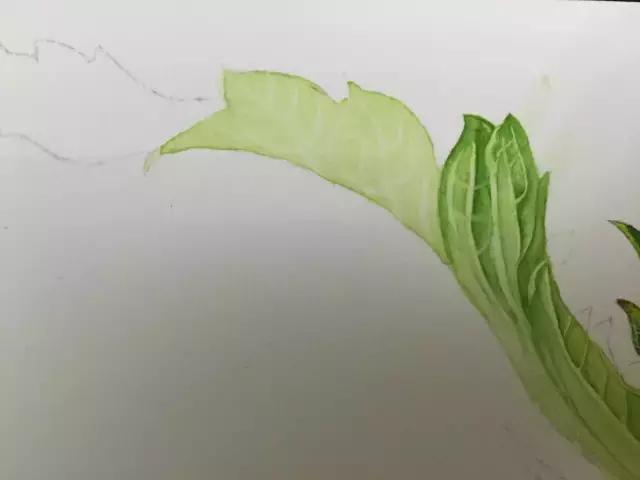 水彩密密麻麻的树叶怎么画,水彩画教程入门叶子