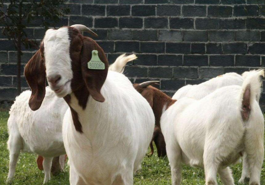 肉羊养殖与疫病防治图谱,养羊场羊病防治