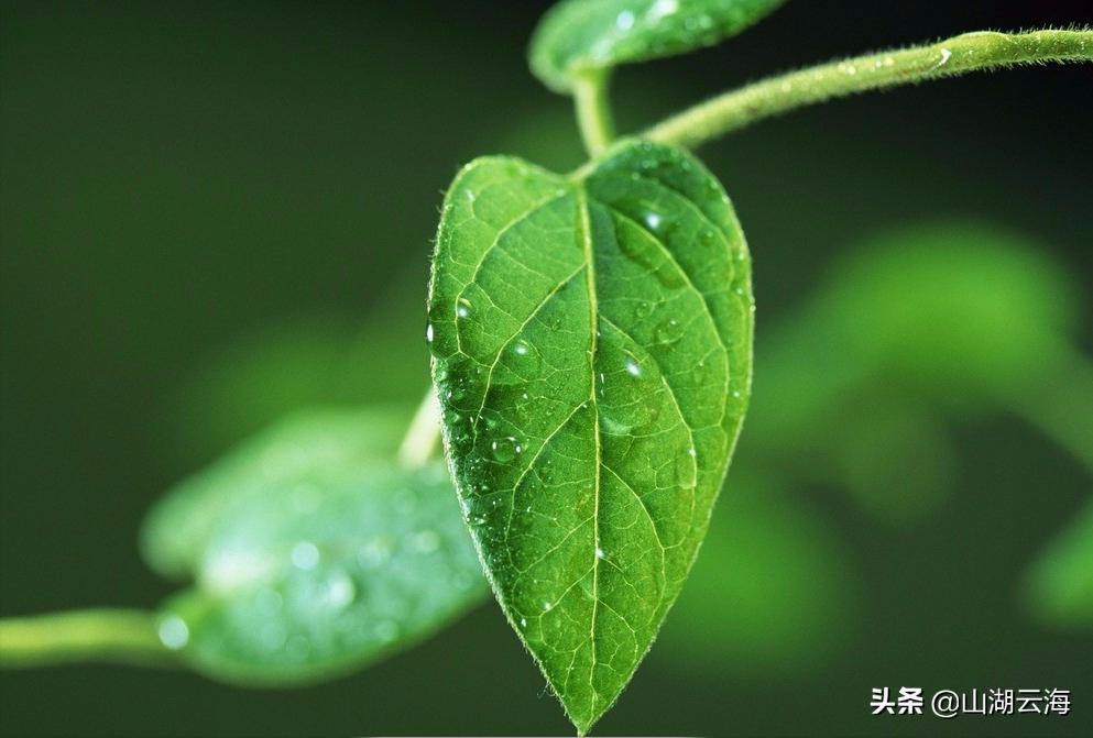 腌蔼青春去,苍茫白露稀