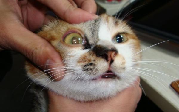 猫咪打喷嚏感冒怎么办？猫咪打喷嚏不断