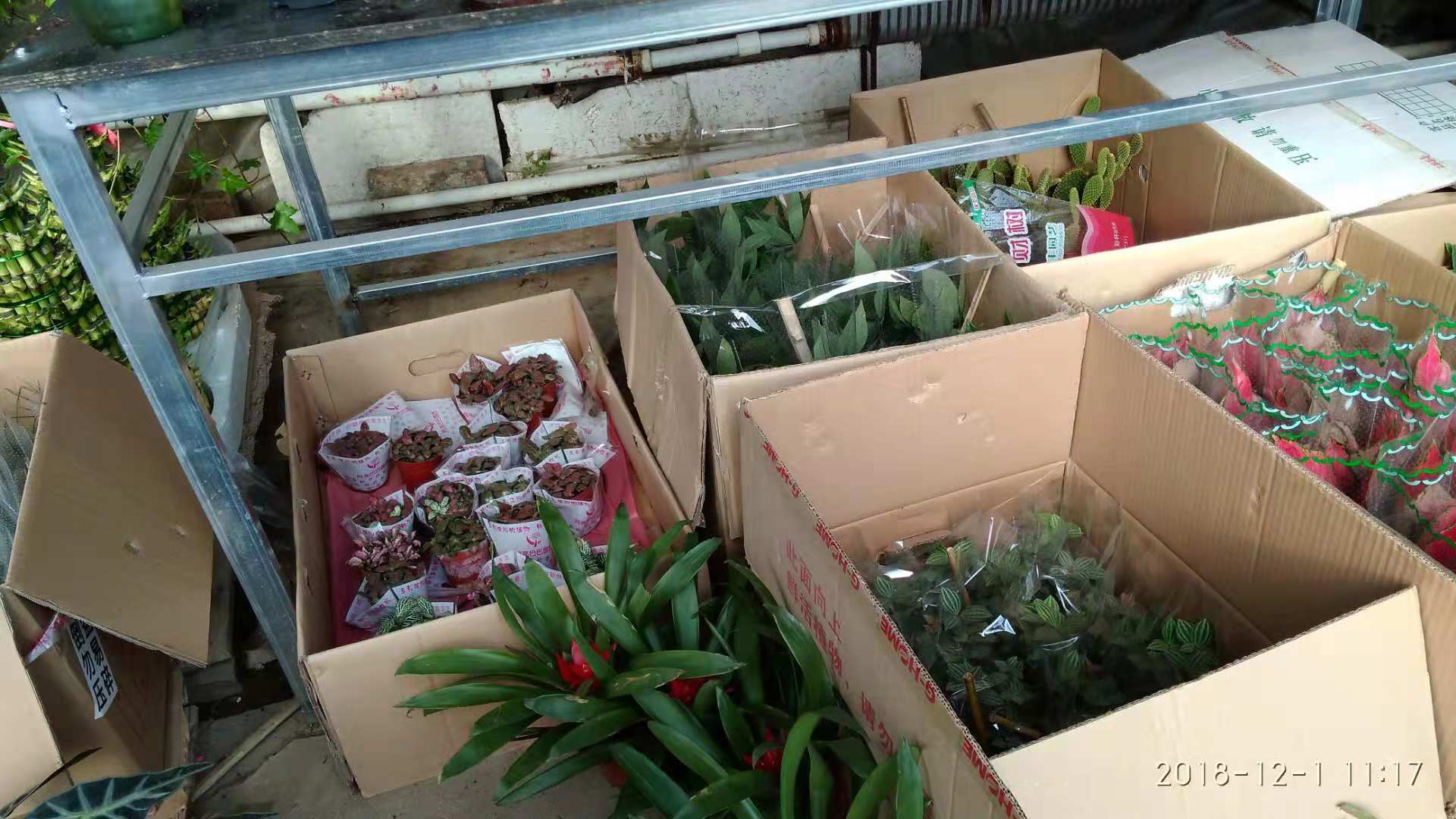 沈阳花卉市场扔花的地方,沈阳花卉市场