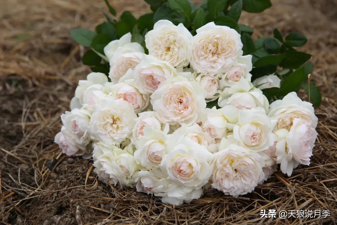 康康最厉害的时刻,康康高光合集