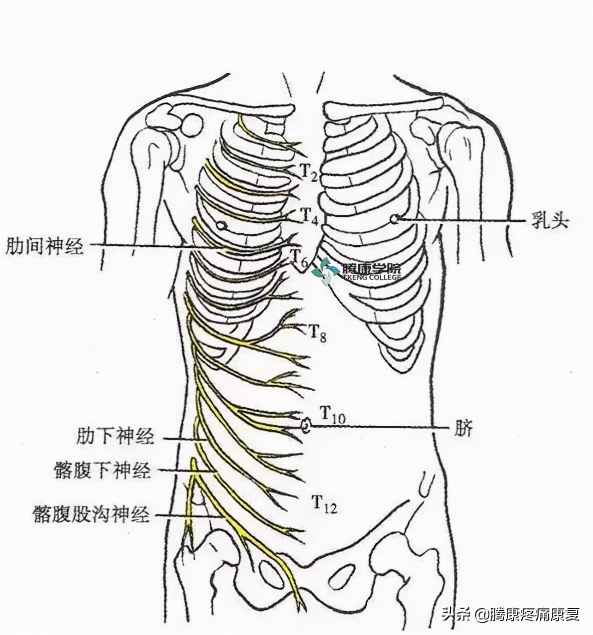 最全!脊神经系统汇总
