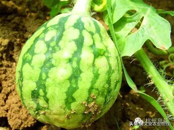 西瓜病虫害防治方法,盆栽西瓜怎么预防虫害