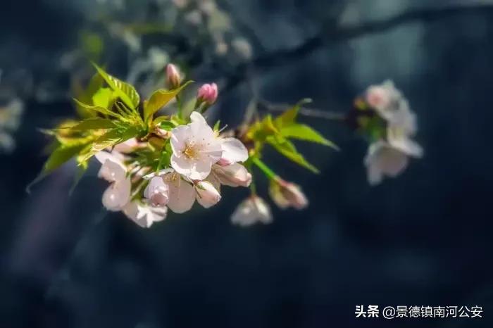 春晓唐诗中写了春天哪些景物,唐诗中关于春天的经典诗句