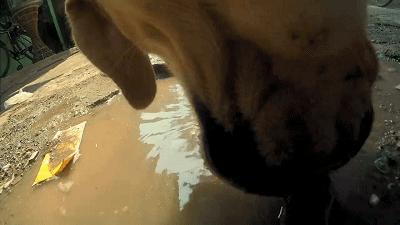 养一只流浪狗的感受,流浪狗的真实内心独白