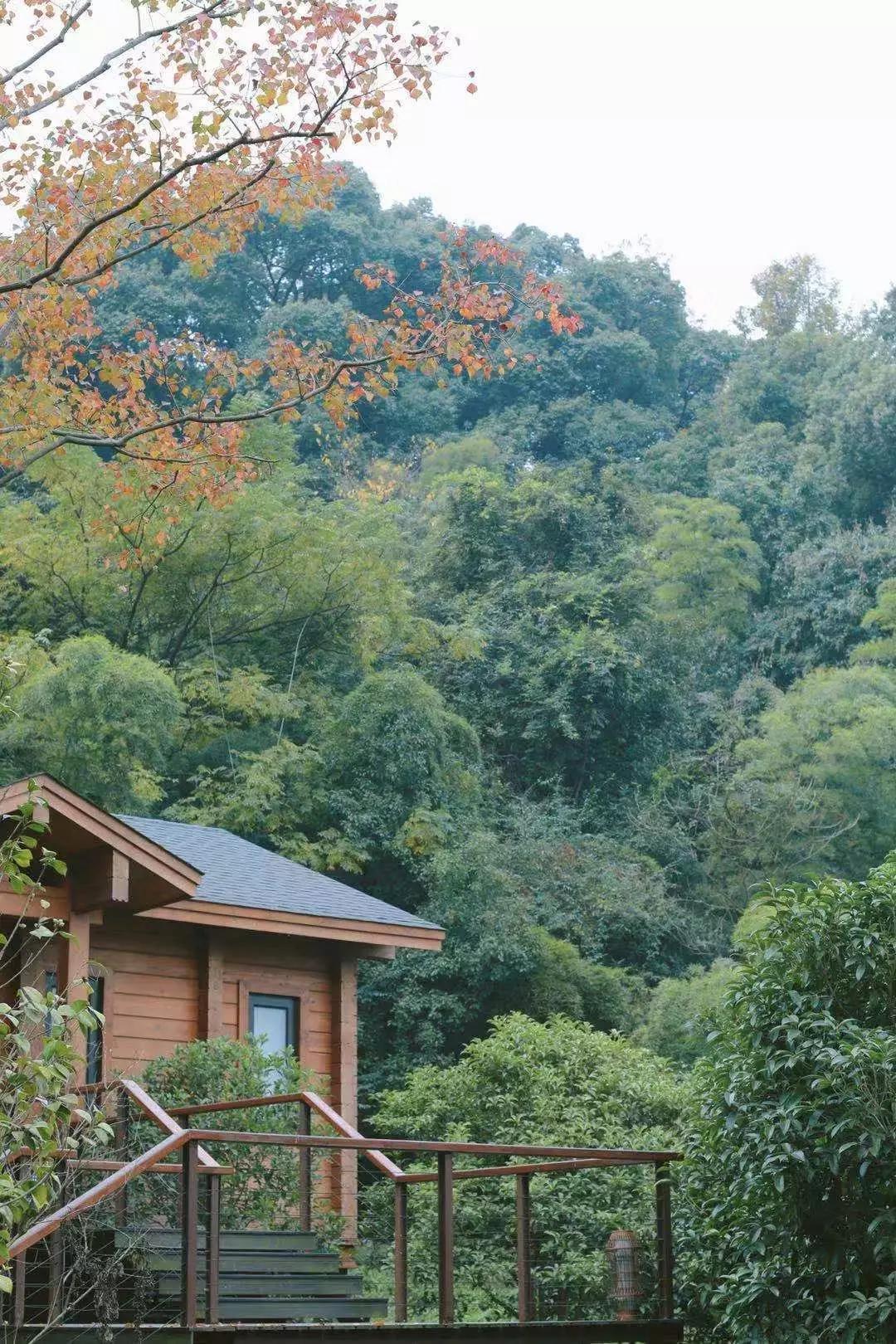 浪漫树屋、奇妙酒店、恒温水乐园...去江浙沪Top酒店跨个30℃的年