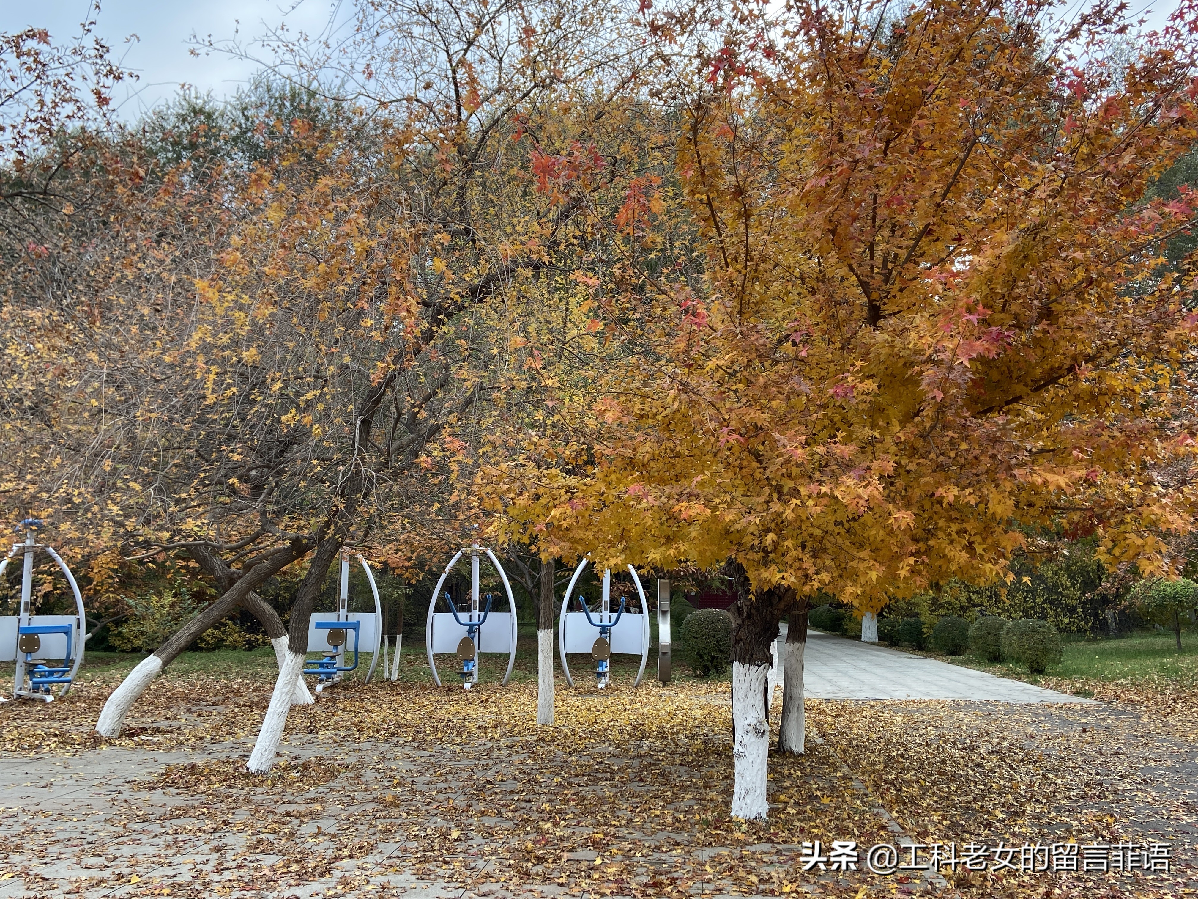 沈阳看秋叶好去处,沈阳秋叶
