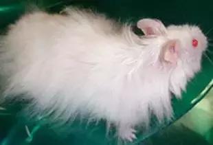 仓鼠的种类习性详细介绍,仓鼠有哪些亚种种类