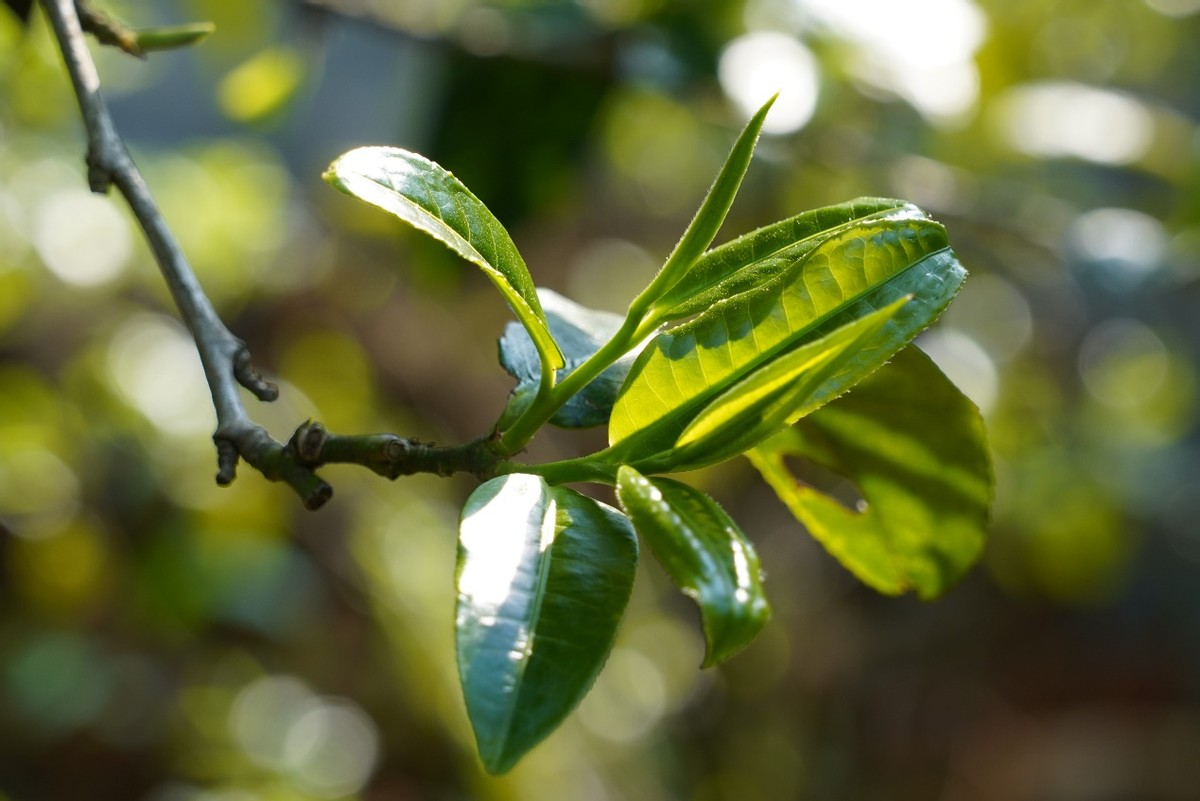 七彩云南茶寿百年,不确定变为确定图片