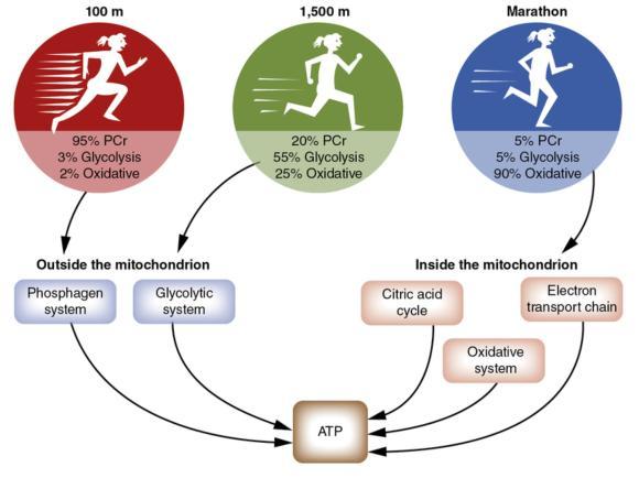 肚子饿健身会不会消耗肌肉,饥饿状态健身掉肌肉吗