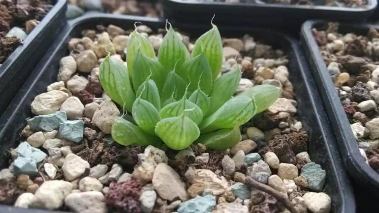 万象十二卷多肉怎么繁殖,多肉十二卷的养殖方法和注意事项