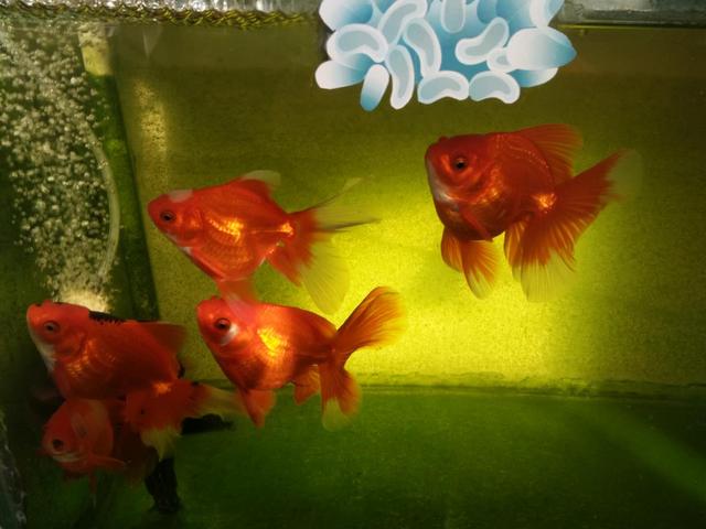 冷水鱼哪个最好养无需加热,冷水鱼夏季怎么养