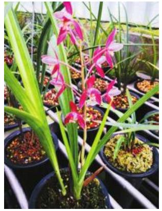 兰花彭州丽春镇又一张靓丽名片