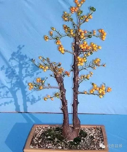 高桩金豆盆景大全,金豆双杆文人盆景欣赏