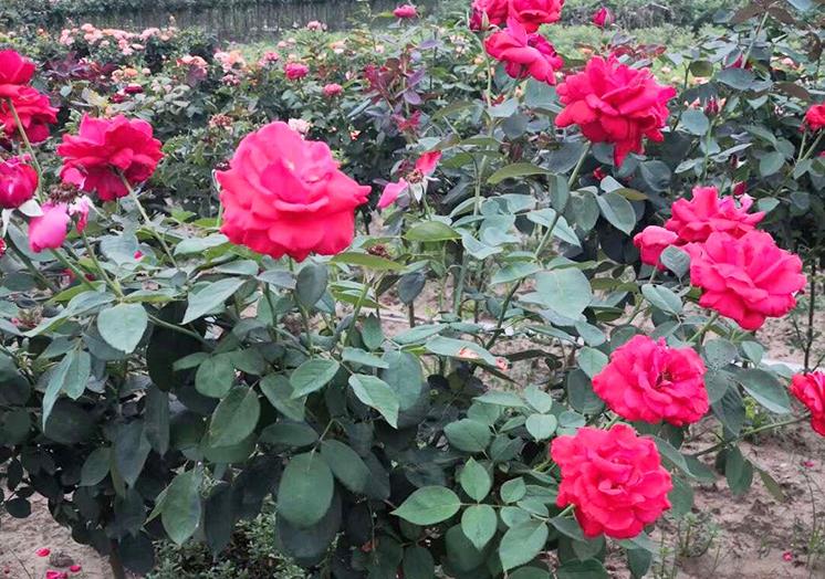 月季花栽培管理、病虫害、养护修剪关键技术