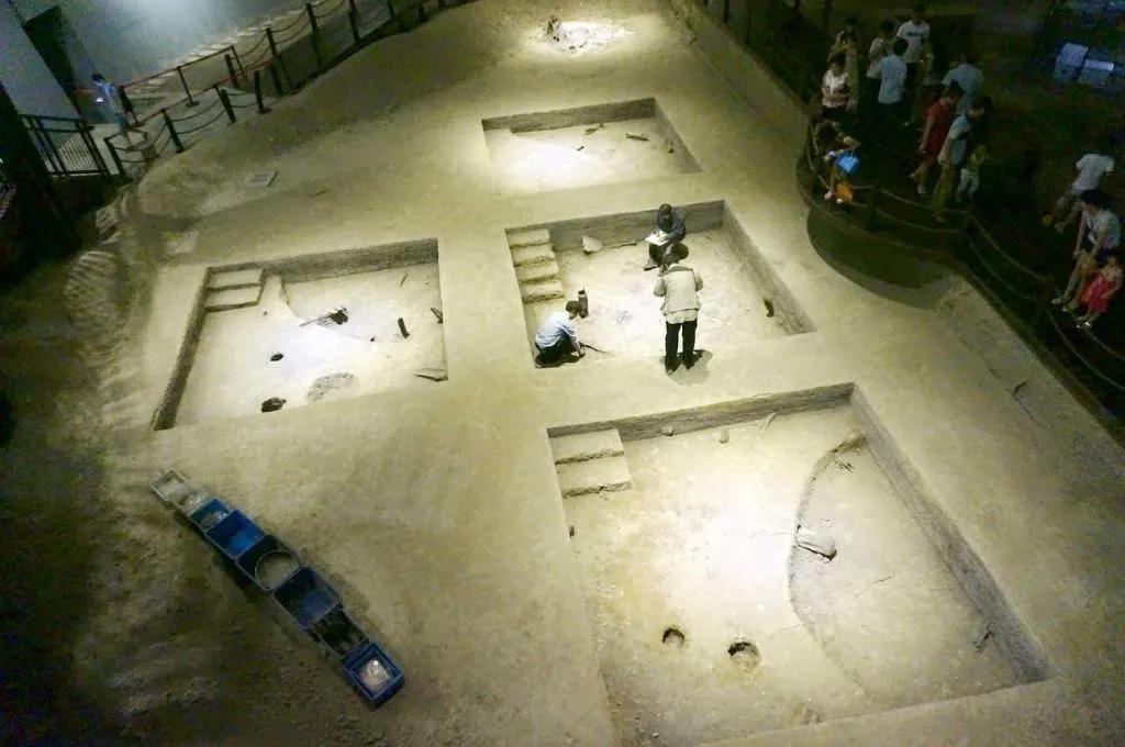 被禁养的观赏鱼,为什么中国被禁养的动物这么多