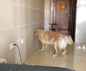 狗狗在家就能遛不能出去遛,几个月的狗狗可以在冬天遛狗