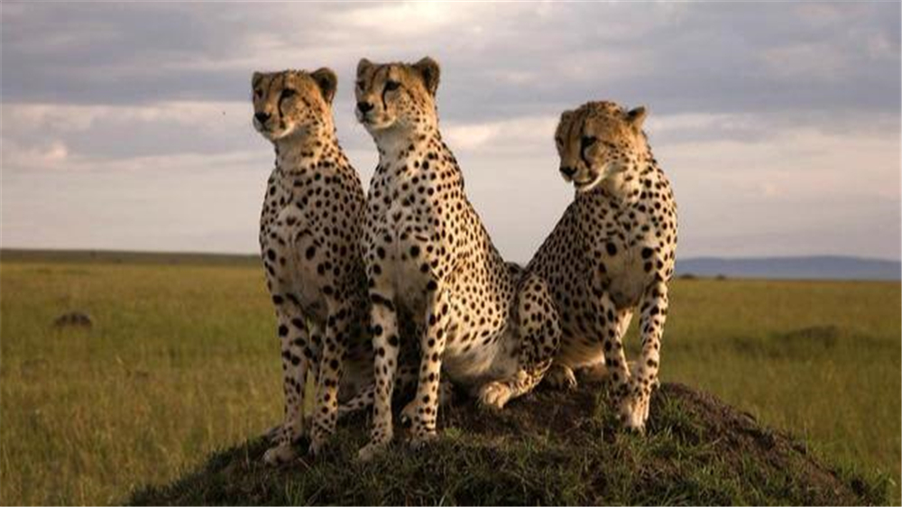 草原上跑的动物,草原上跑得快的动物有哪些