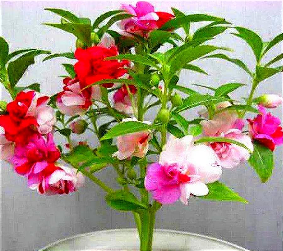 凤仙花植物养护小妙招讲解视频,凤仙花养护方法