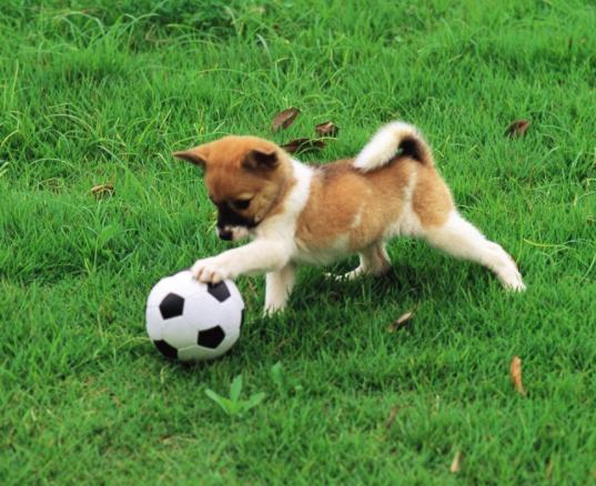 家里养的狗特别蠢怎么办,小土狗一直咬主人的手怎么解决