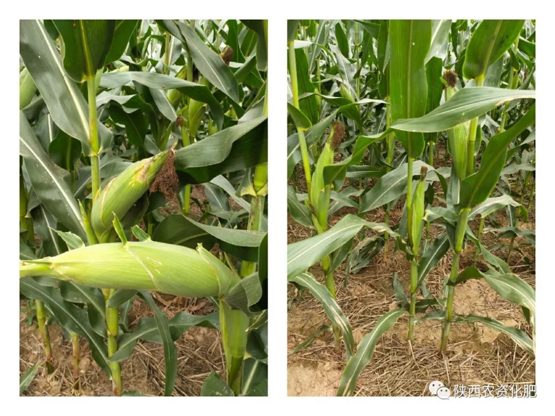 摇钱树牌控释肥助力大型农场增产增收