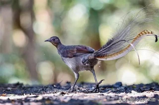 自然界中最伟大的语言学家，它模仿*技口**比鹦鹉厉害多了