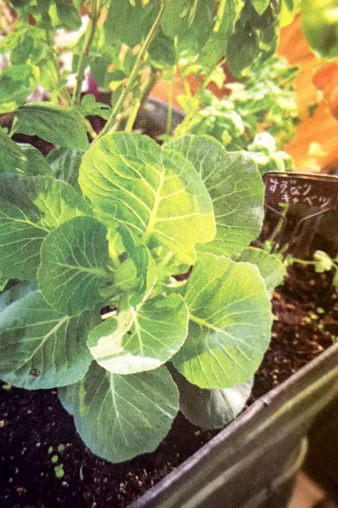 新手小阳台种菜哪些好种,新手阳台种菜怎么种得快