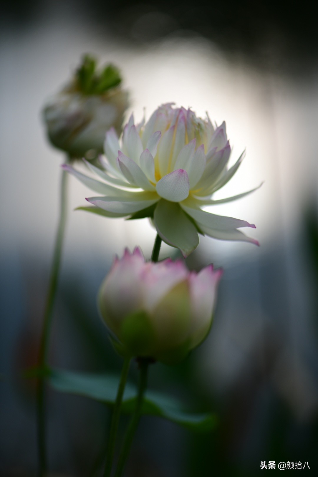 碗莲种藕生长到开花全过程,碗莲种植方法和时间图片