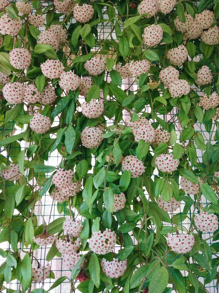 18种寓意好的花,18种花图片大全